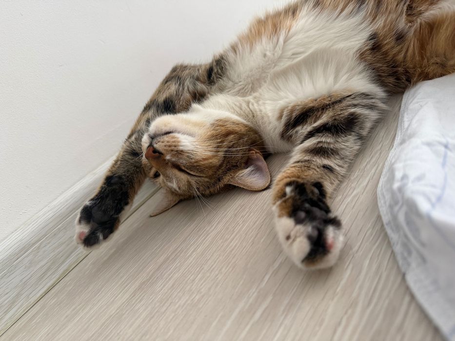 Кошка в хорошие руки