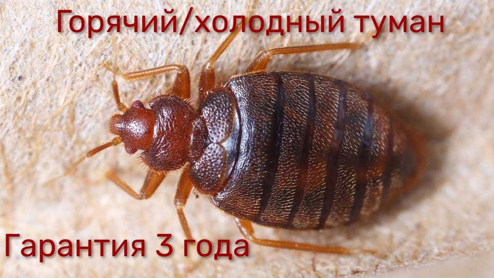 Профессиональная обработка от насекомых/выведение вредителей