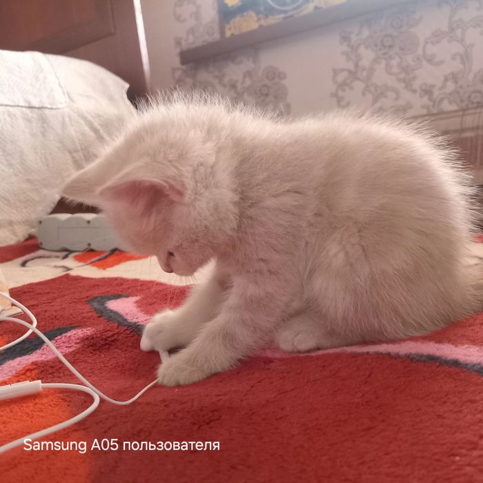 3 ойлик мушук Американски