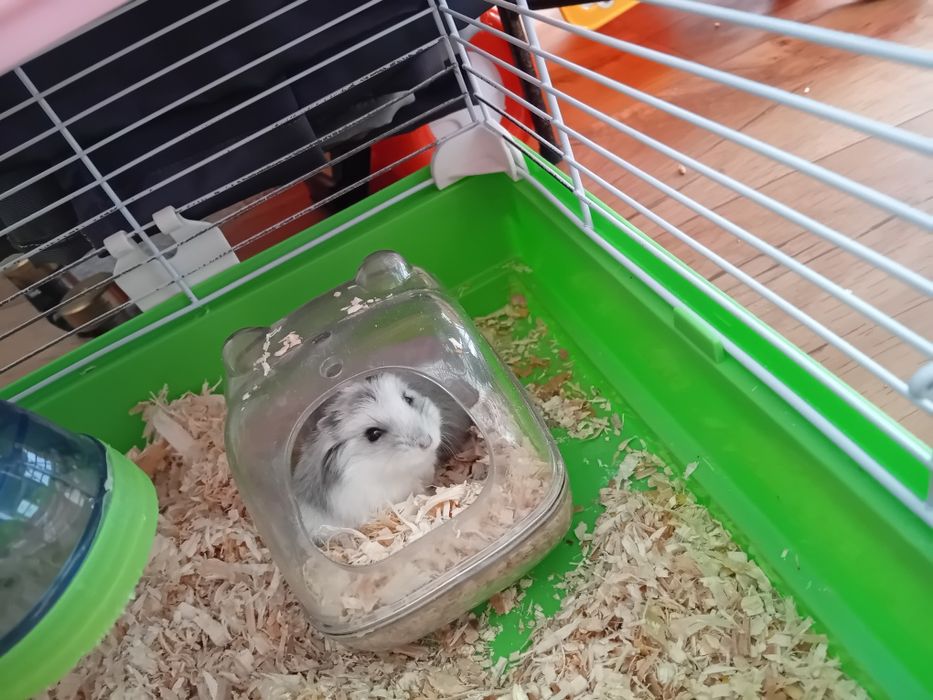 Клетка +два хаместера