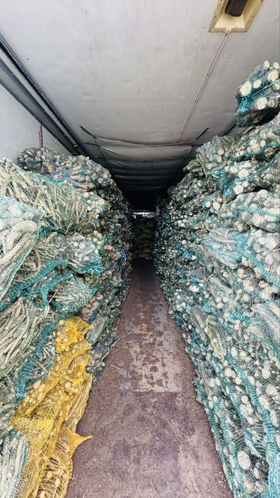 Hrean nespălat – proaspăt, en-gros