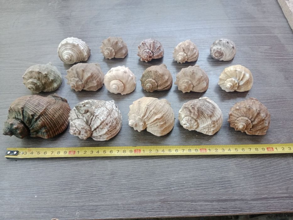Ракушки для аквариума.
