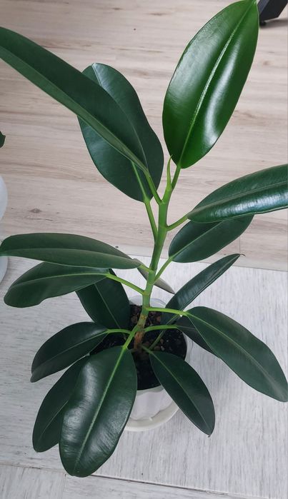 Продам комнатные цветы