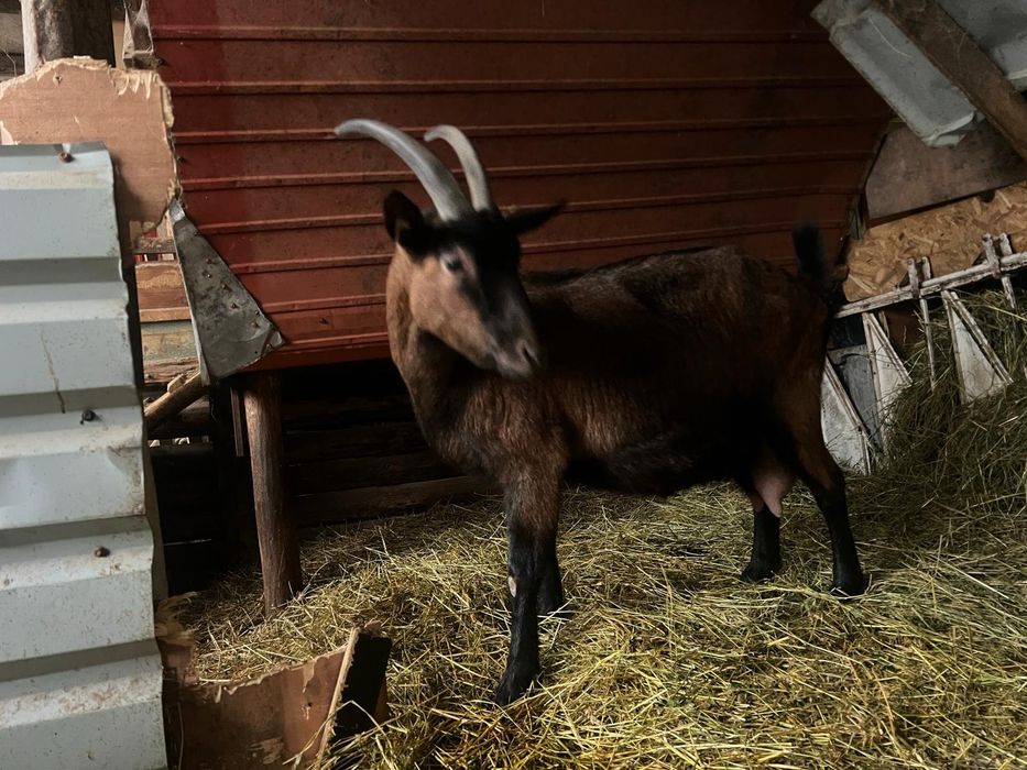 Capră gestantă alpin franceză