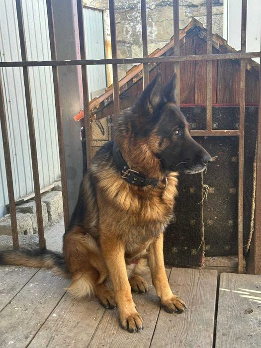 Овчарка немецкая в добрые руки