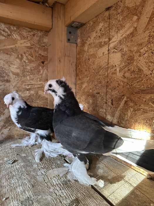 Două perechi scosi din pagi . Porumbeii au inceput sa manance singurei .