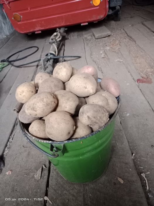 Дачная картошка .