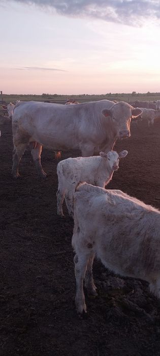 Продам быков племянных на разведение