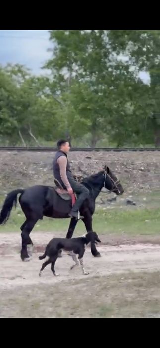 Продам Жеребец 5 лет