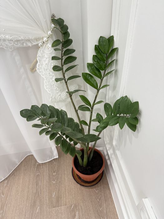 Продам замуокулькас