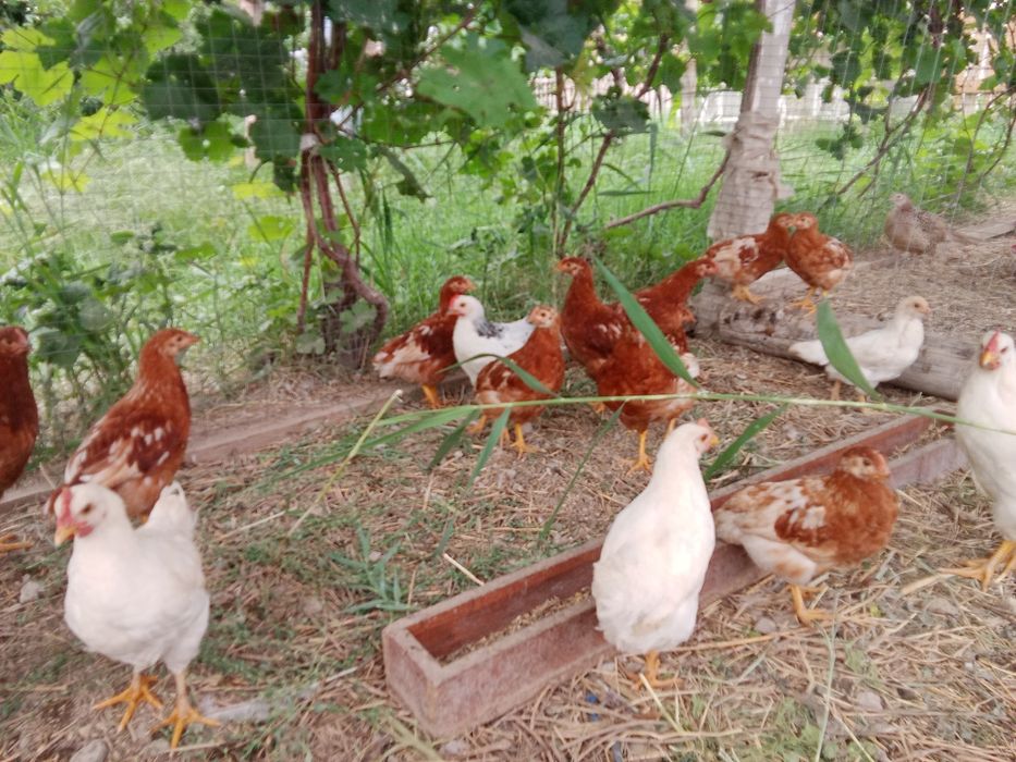 Балапандар пародалы