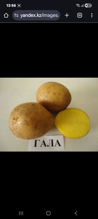 Продам домашнию картошку