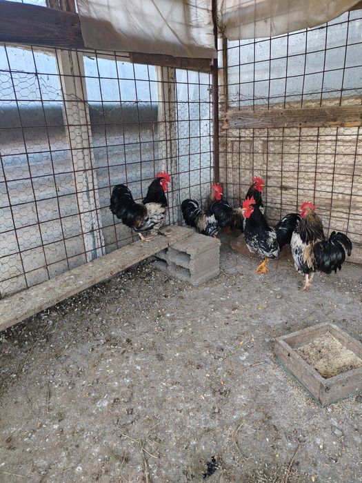 Cocoși piticii albi și colorati