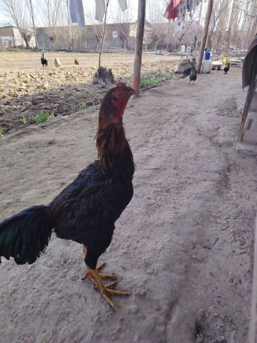 Dakan joʻja sotiladi