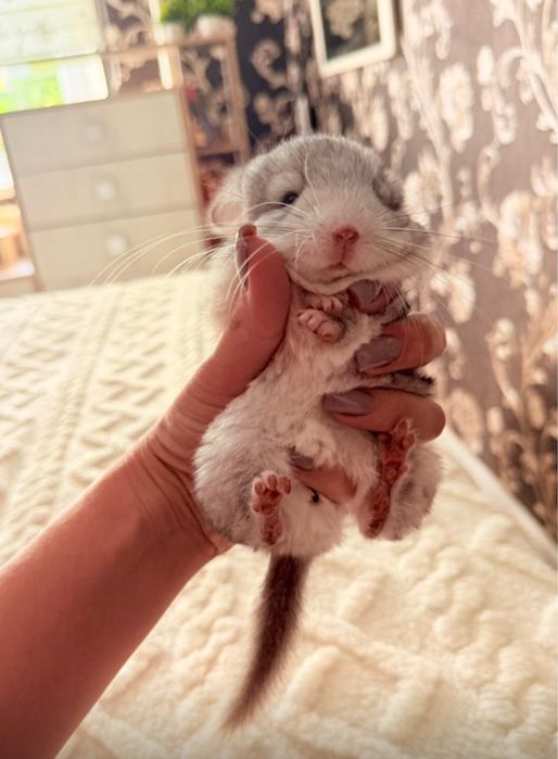 Продаю шиншилят