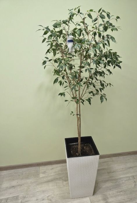 Продам фикус с горшком