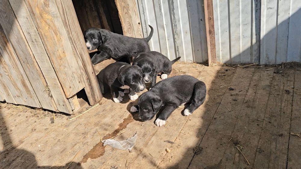 Продам щенки киргизский тайгана