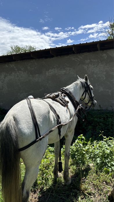 Продам бричку в комплекте,ат арба сатылады