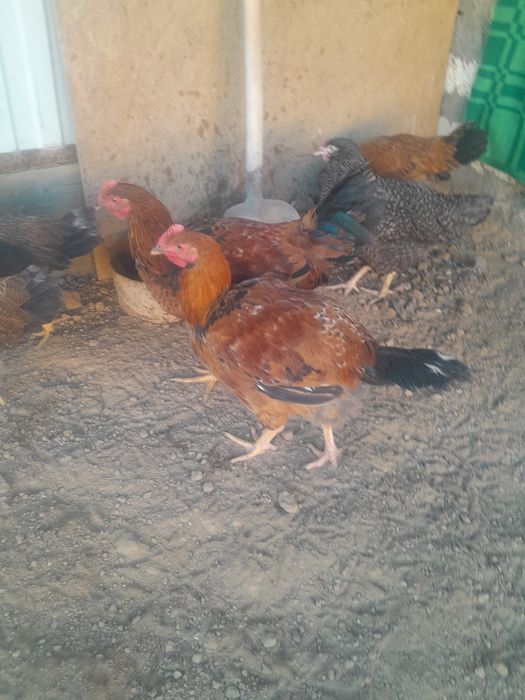 Продается-4500тг