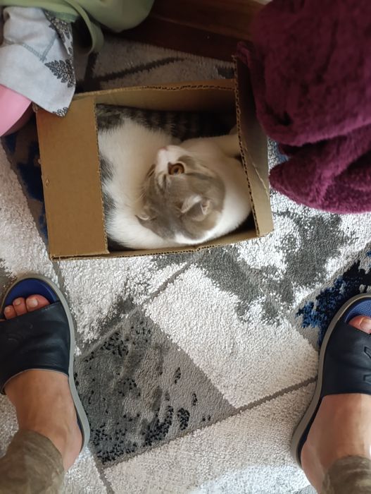 Scottish Fold келин бола — 6 ойлик