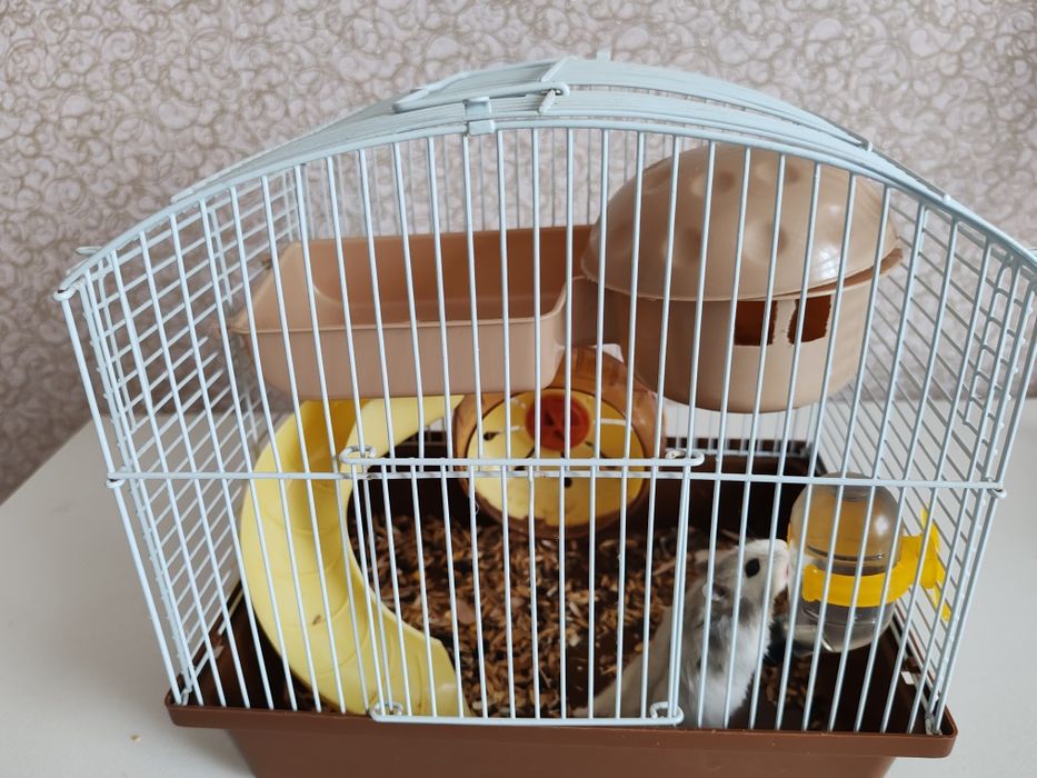 Королеский попугай и хомяк