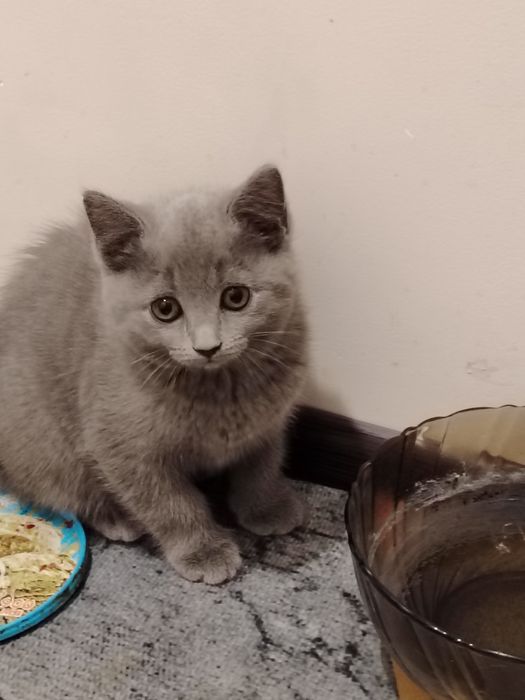 Шотландский котенок