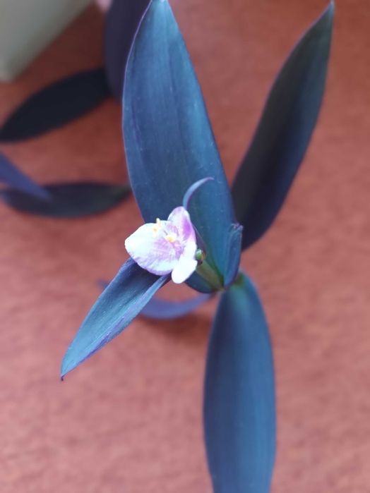 Традесканция - Пурпурно сърце на намалена цена -40лв., само за 50!!!