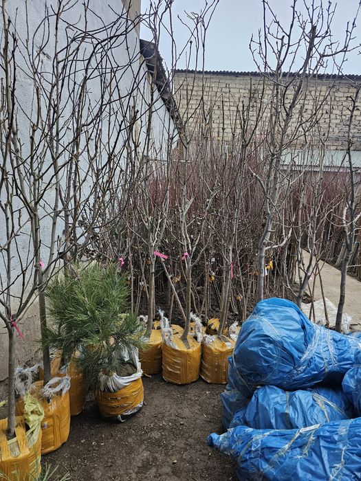 Фруктовые саженцы