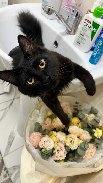 Славный котик ищет дом!