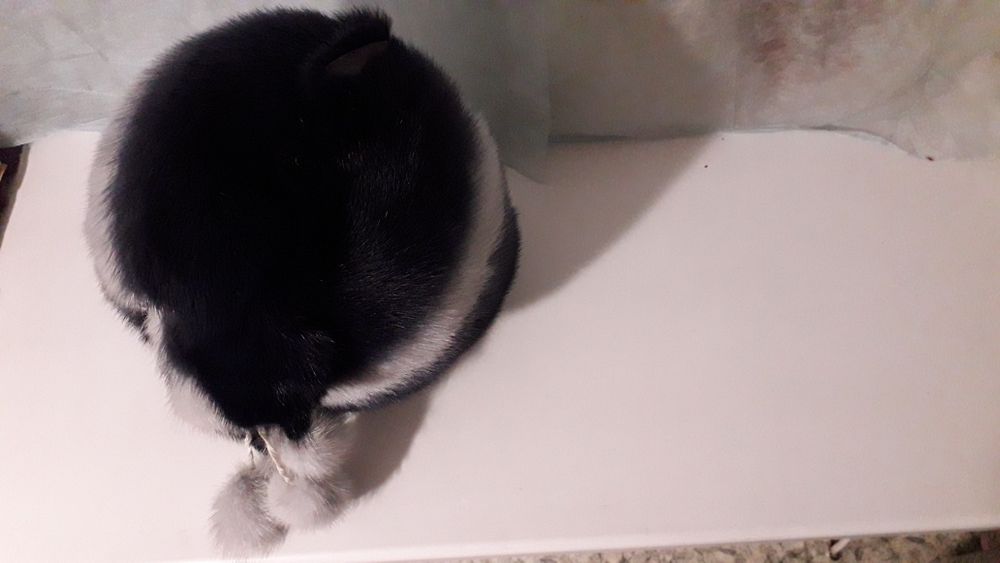 Норкакывый  шапка.45000т