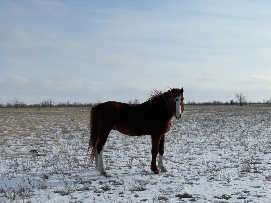 Жақсы айғыр 7-8 ж./ Жеребец 7-8 лет