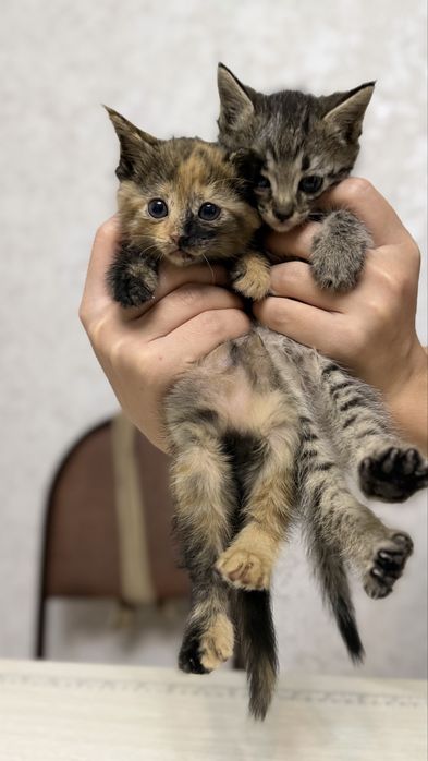 Котята (мушук) БЕСПЛАТНО