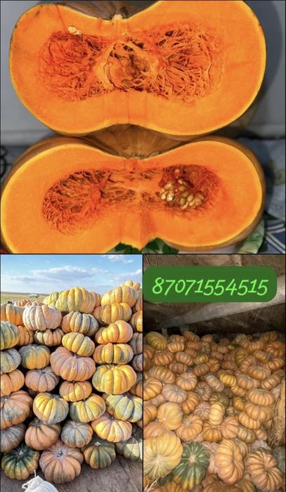 Тыква/асқабақ ромашка