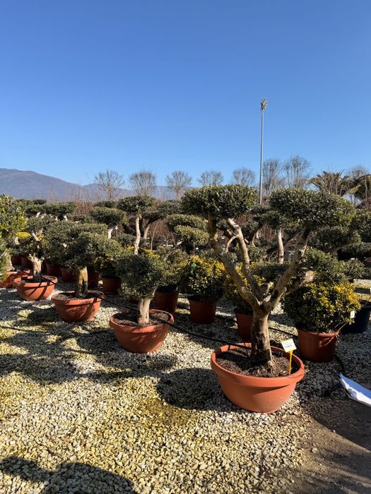 Plante  tuia  maslin  copaci