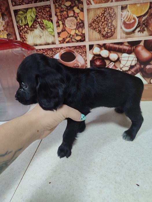 Продам щенка русского спаниеля