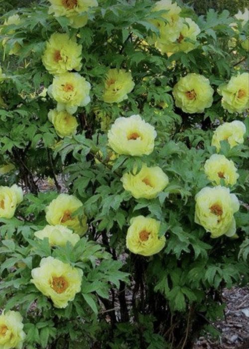 Пион древовидный 5 сортов