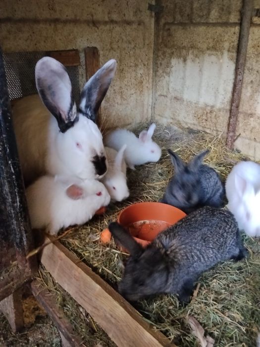 Pui de iepure urias de transilvania