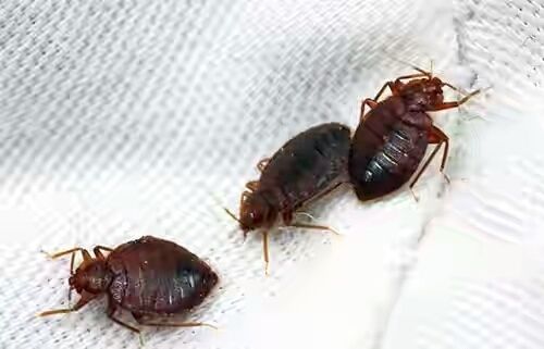 Dezinfeksiya xizmati klopa va trakanlarga qarshi.