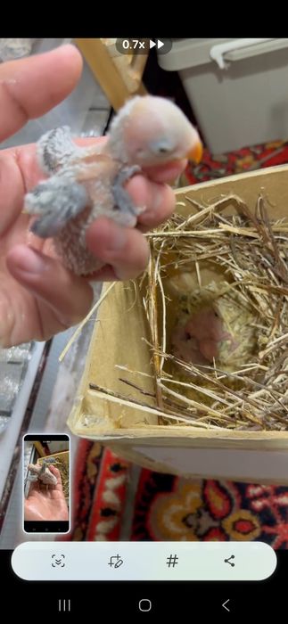 Неразлучка полапонлари