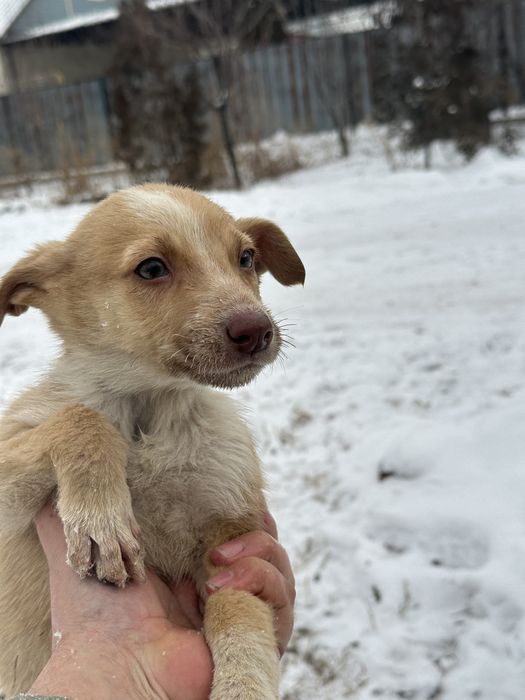 Отдам щенят в хорошие руки