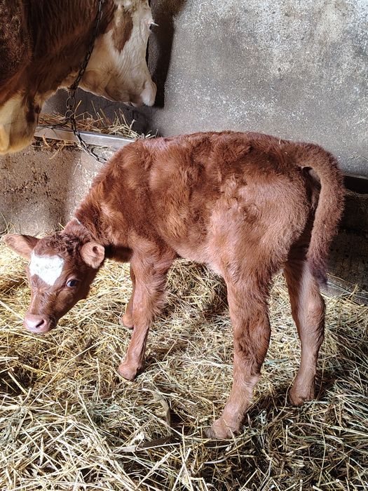 Vând vițea de 5 zile din Tata angus și mama baltata