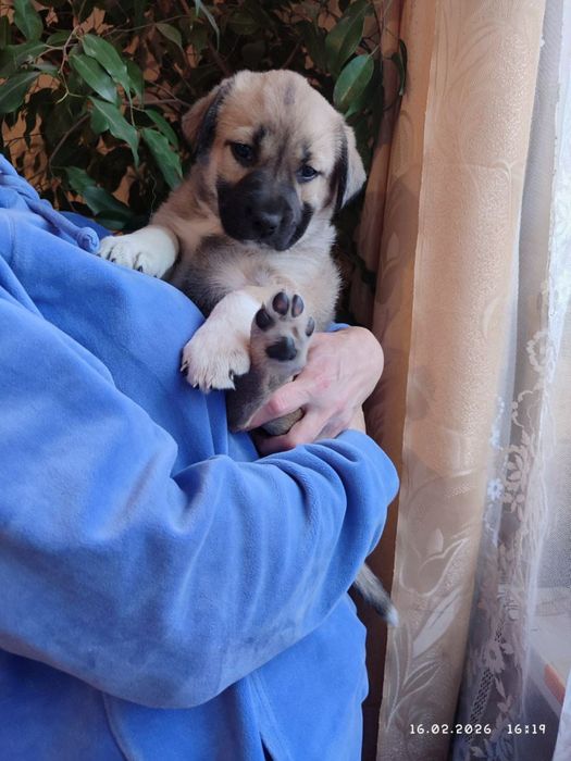 Щенки в добрые руки