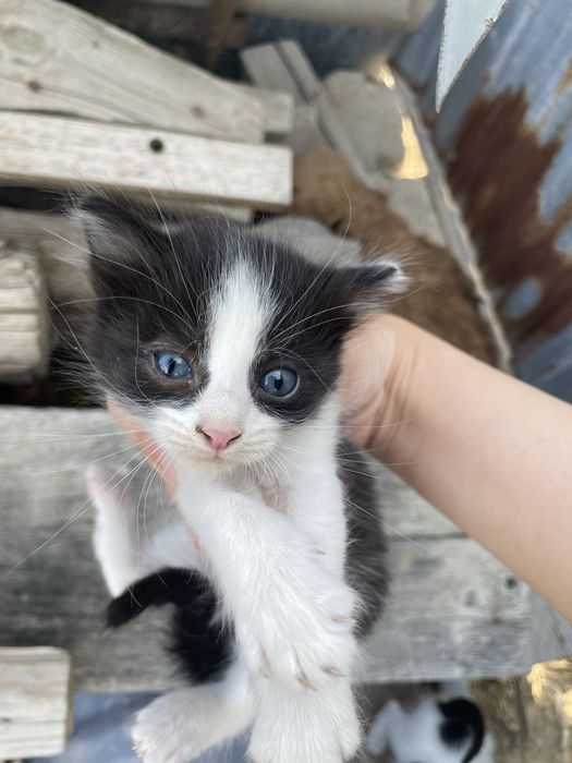 котята мальчики даром