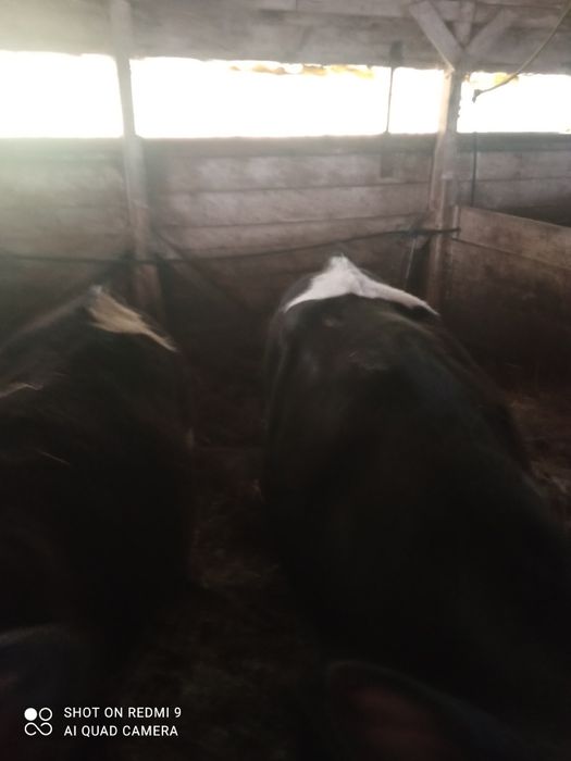 Vând vitei de 5 luni