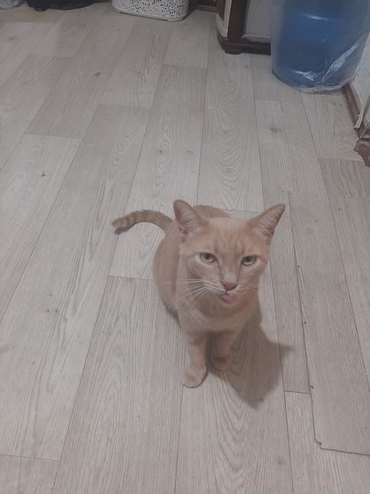 Отдам в хорошие руки