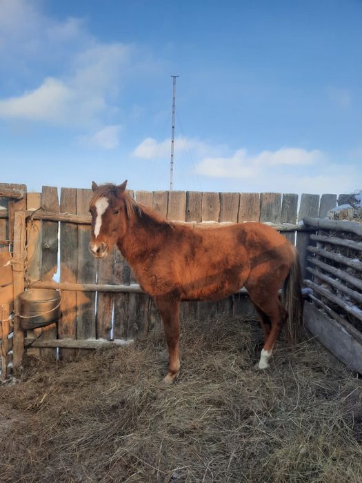 1.5 тай сатылады полукровка