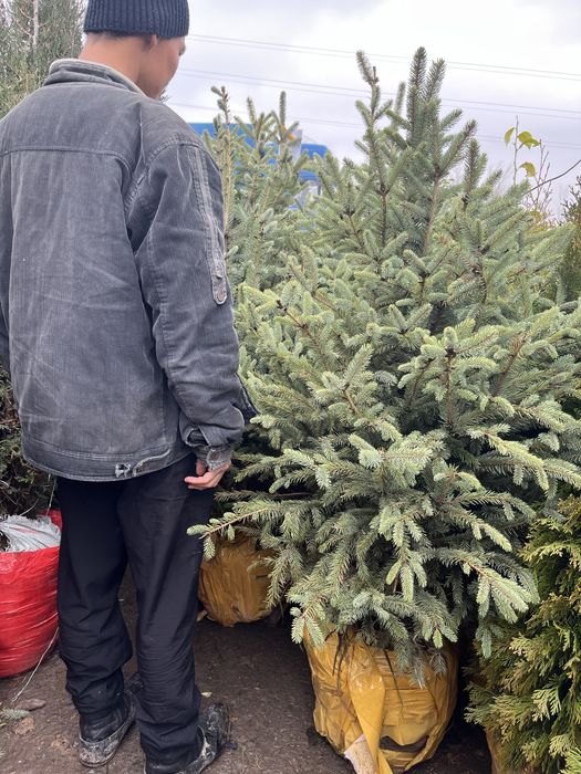 Продам саженцы оптом