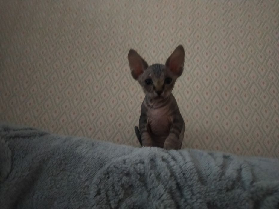 Канадский Сфинкс Продам!