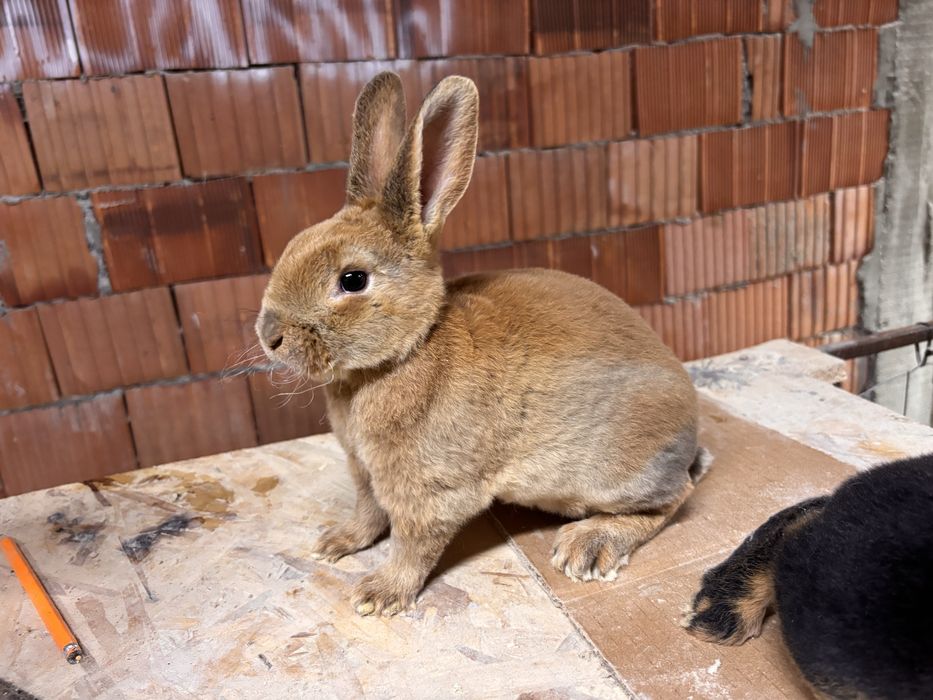 Doi iepurasi rex talie medie loh si galben