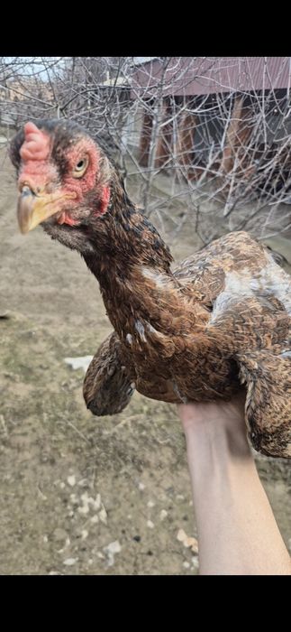 Бойцовый мекен дакан